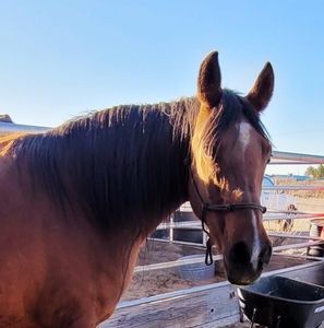 Meet your Posher, Tonya mike